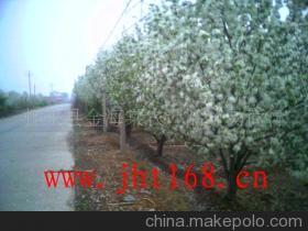 怀来八棱海棠树 庭院绿化的珍贵选择