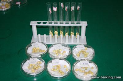 优质脱毒大豆种子的市场价值与选择策略——以北京大兴西红门地区供应为例