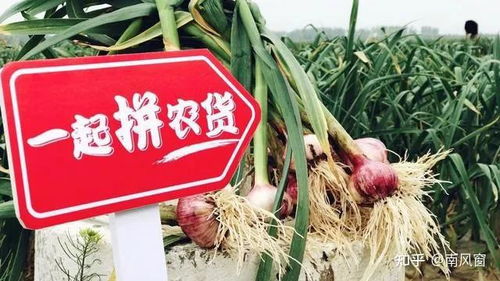 黄峥辞任拼多多董事长投身食品科学 从“卖菜”到“研究菜”的战略跃迁